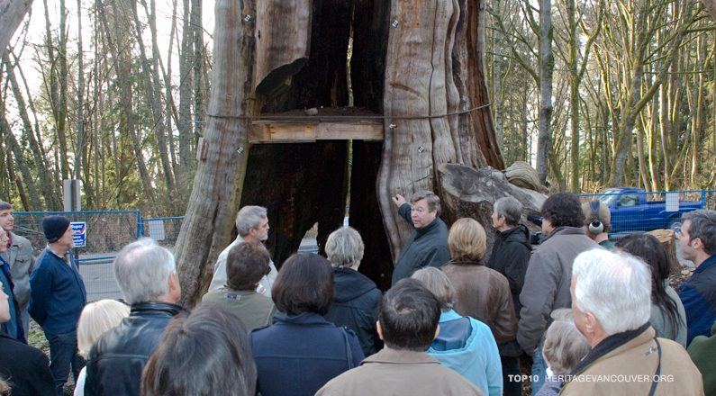 10. Hollow Tree (Stanley Park) [saved]