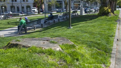 10. Historic Street Trees